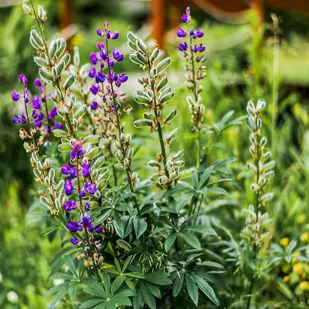 Peaceful In Jaegersgruen